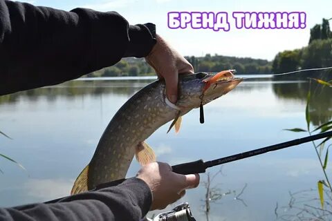 На что ловить щуку в сентябре