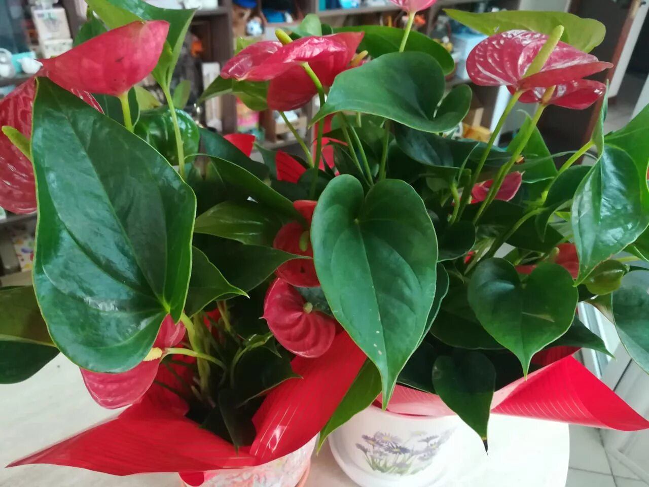 Антуриум лазающий ренессанс. Антуриум мелкоцветковый. Антуриум лазающий. Антуриум декоративнолистный. Антуриум ренессанс.