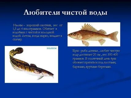 Какая рыба любит