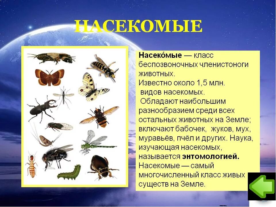 Беспозвоночные вопросы. Многообразие видов насекомых. Класс животных насекомые. Информация о классе насекомых. Доклад о насекомых.