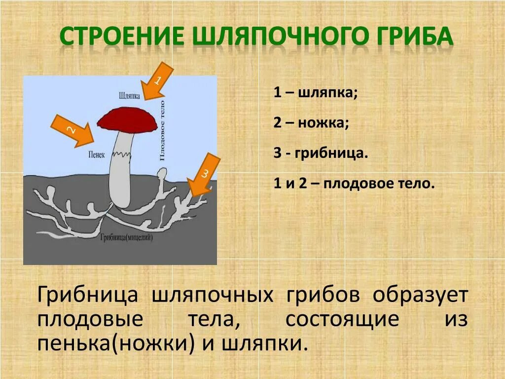 Макет грибницы с плодовым телом шляпочного гриба. Строение шляпочного гриба. Плодовое тело шляпочного гриба. Строение шляпочного гриба рисунок. Шляпочные грибы состоят из шляпки