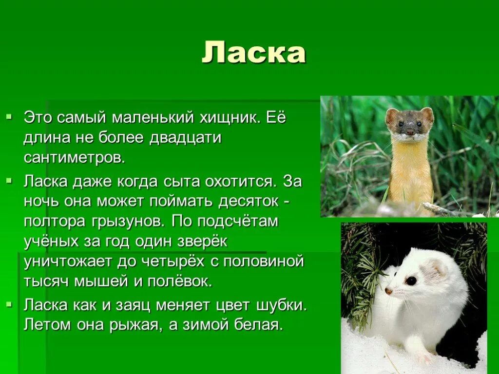 Животное ласка описание. Рассказ о ласке. Доклад про ласку. Небольшой рассказ о ласке. Самый маленький хищник 5