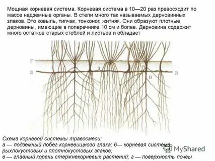 Сила сильный корень