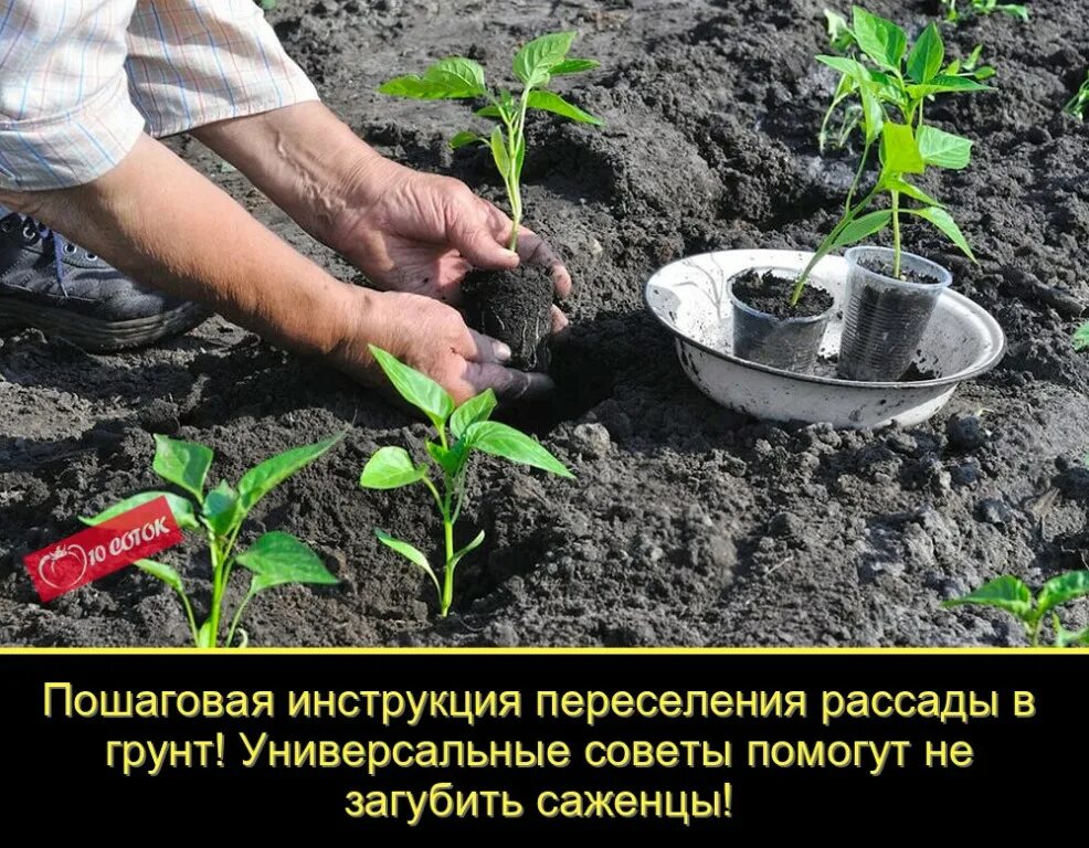 Какого числа сажать перец в грунт. Высадка рассады перца в открытый грунт. сажаем рассаду. что класть в лунку при посадке перцев. когда садить перцы.