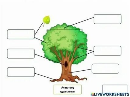Анусқа қанша әтеш салуға болады?