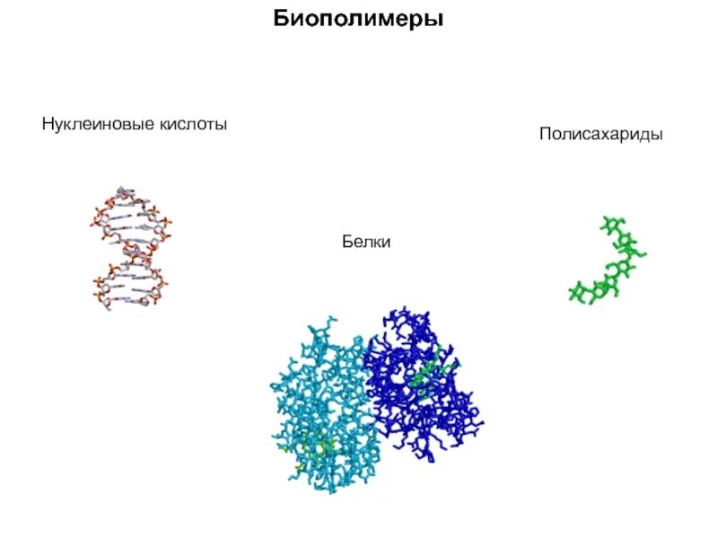 Биополимером является белок. Биологические полимеры нуклеиновые кислоты. Биополимеры полисахариды. Структурная организация биополимеров. Белки нуклеиновые кислоты полисахариды.