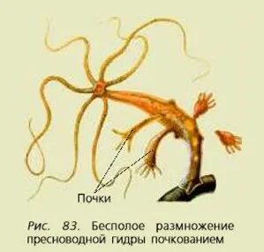 На рисунке изображена схема размножения пресноводной гидры