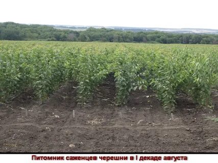 Ксп саженцы питомник