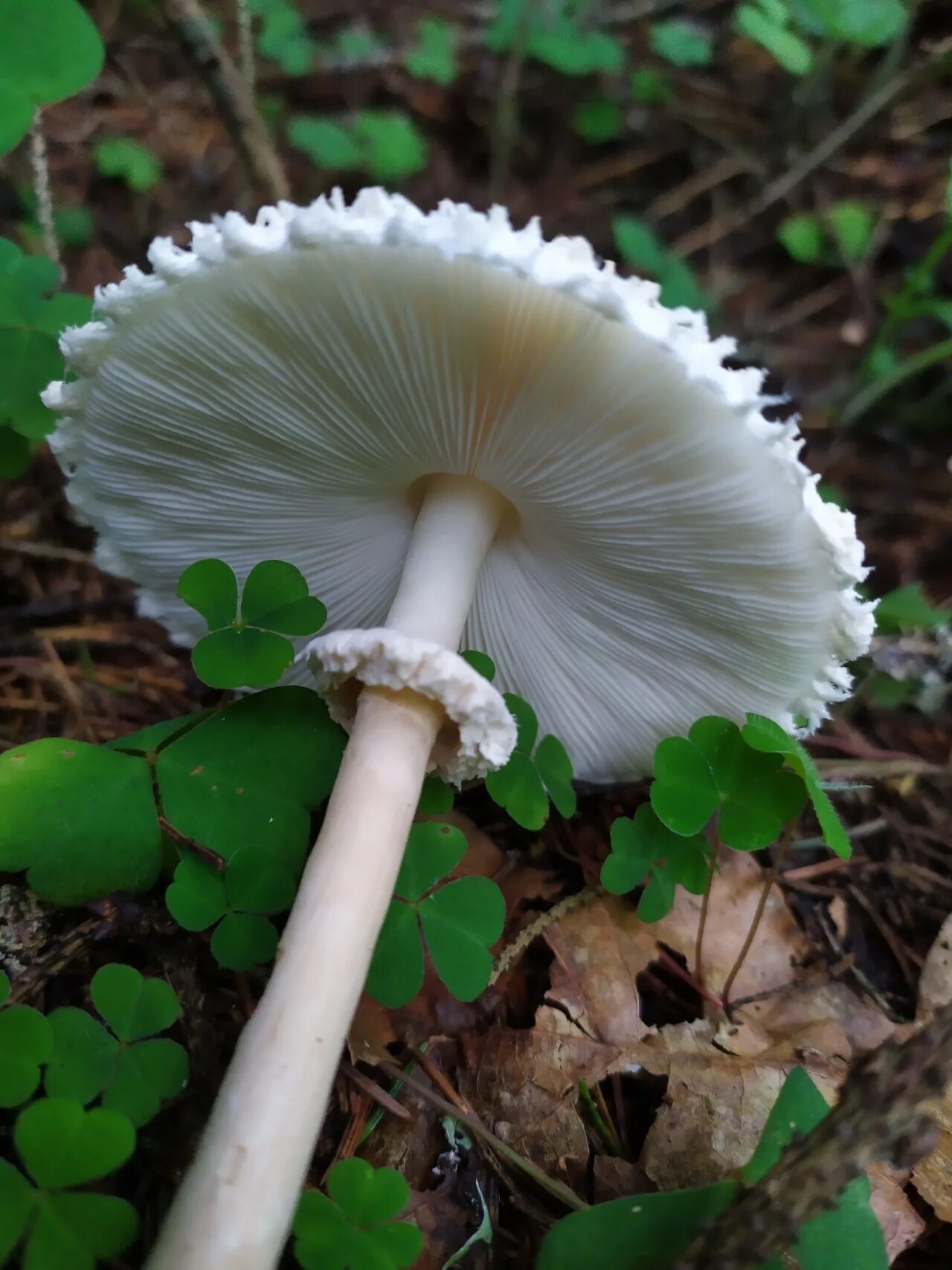 Зонтик девичий. Гриб-зонтик краснеющий. Гриб-зонтик девичий leucoagaricus puellaris. Гриб-зонтик девичий leucoagaricus nympharum. Гриб-зонтик девичий (macrolepiota puellaris).