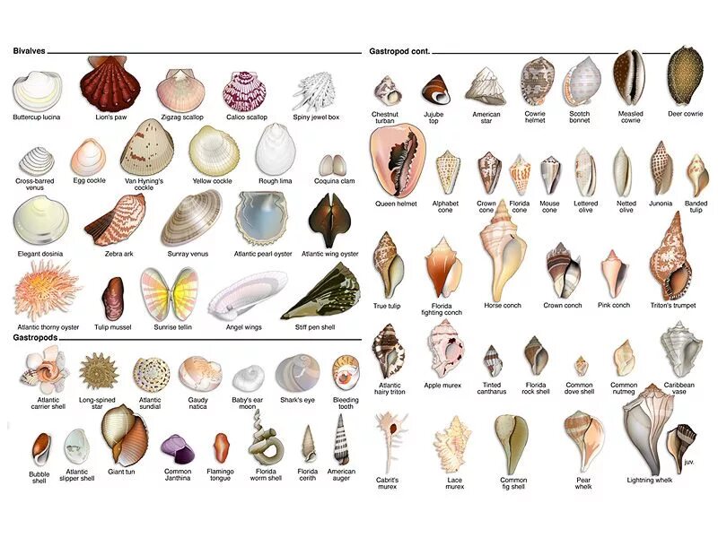 Типы моллюсков с раковиной названия. Атлас определитель моллюсков морских раковин. Раковины моллюсков с названиями. Ракушки морские названия. Ракушка форма женского органа