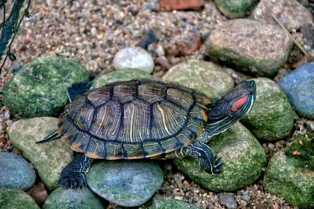 Сколько лет живут красноухие. Красноухая водоплавающая черепаха. Американская красноухая черепаха. Североамериканская красноухая черепаха. Красноухая черепаха в Северной Америке.
