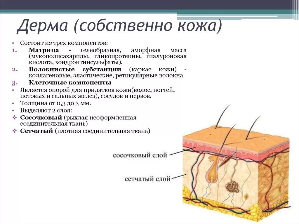 Какие три слоя кожи