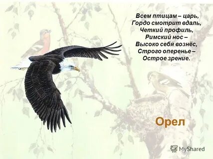 Царь всех птиц