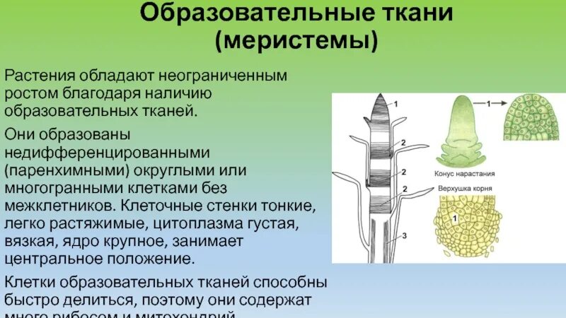 Образовательная ткань выполняет следующие функции. Образовательная ткань растений меристема. зародышевая меристема. первичные и вторичные меристемы. раневая меристема.