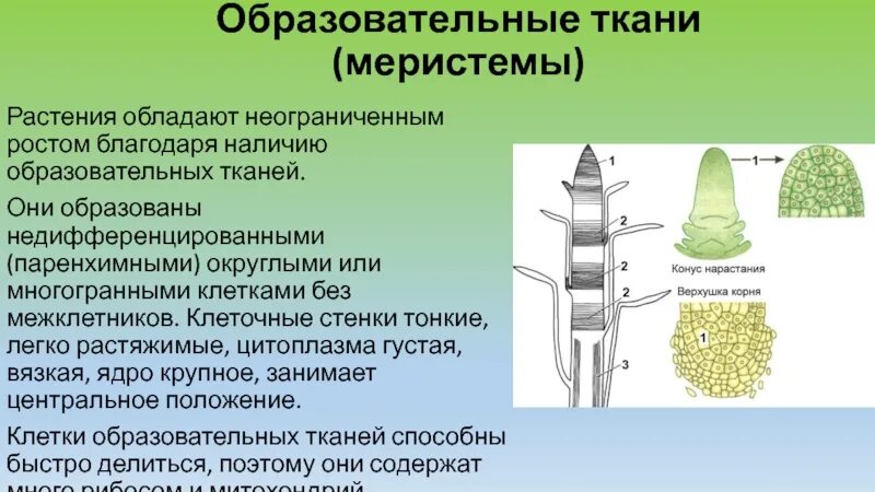 Рост клеток меристемы