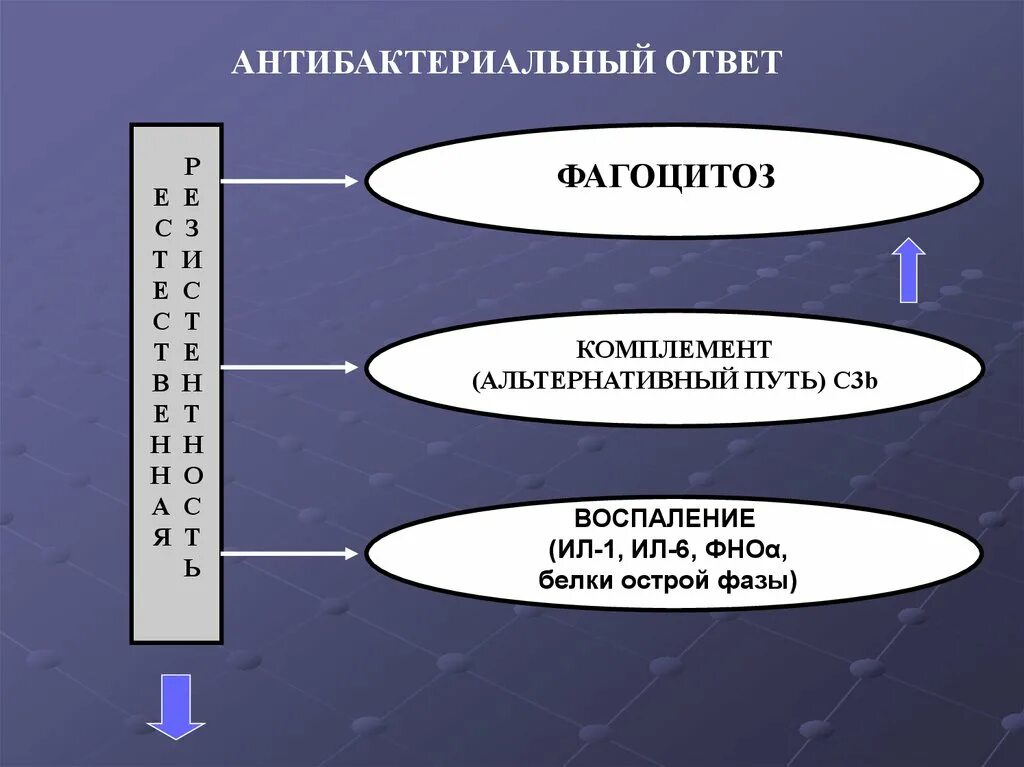 Маршрут b2738. Схема дорог для безопасного маршрута]. Пути активации комплемента патофизиология. Цикл кальвина (с-3 путь). Реакции образования с3-конвертазы альтернативного.