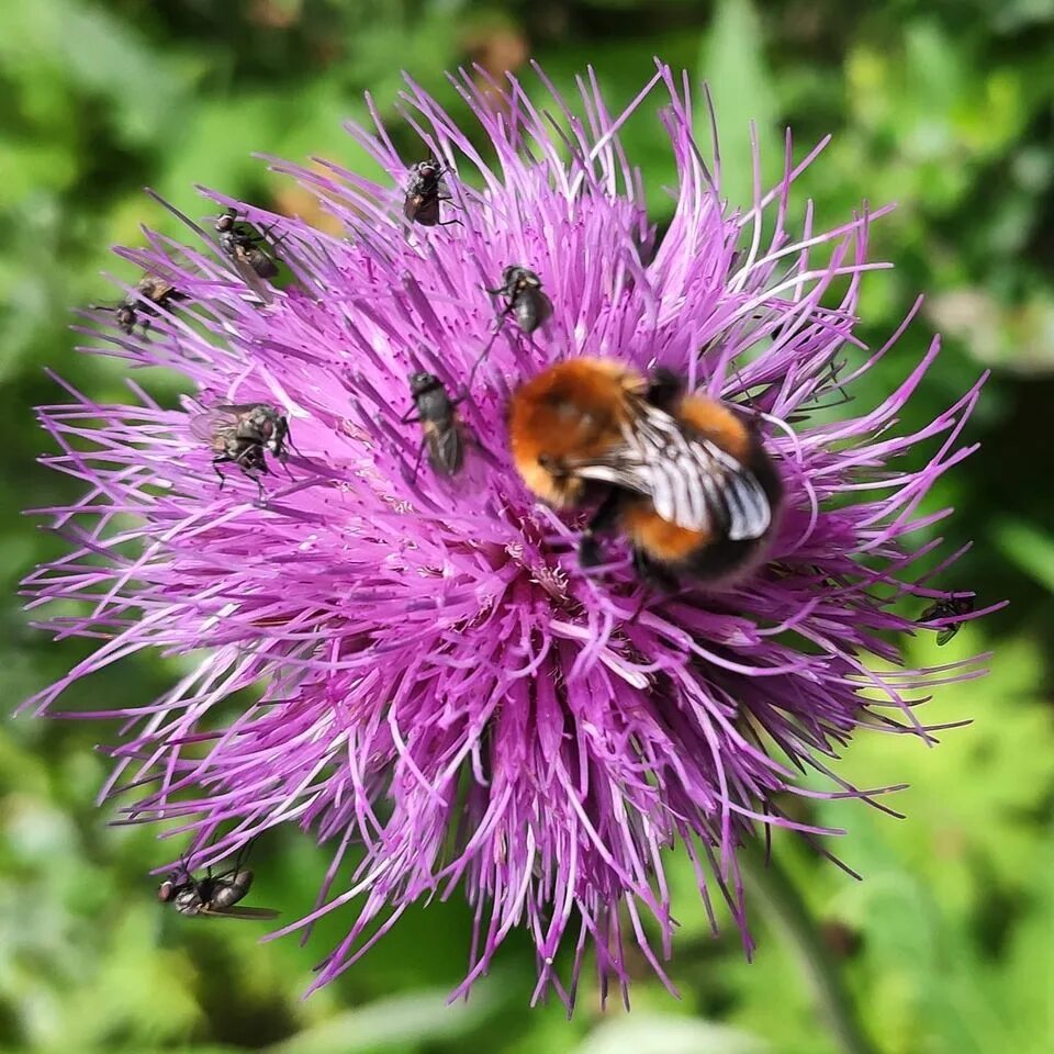 хмельной шмель. шмель и хмель. красный шмель. шмель на репейнике. мохнатый шмель на душистый хмель.