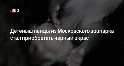 В зоопарке родился детеныш панды