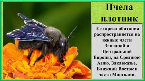Пчела плотник описание