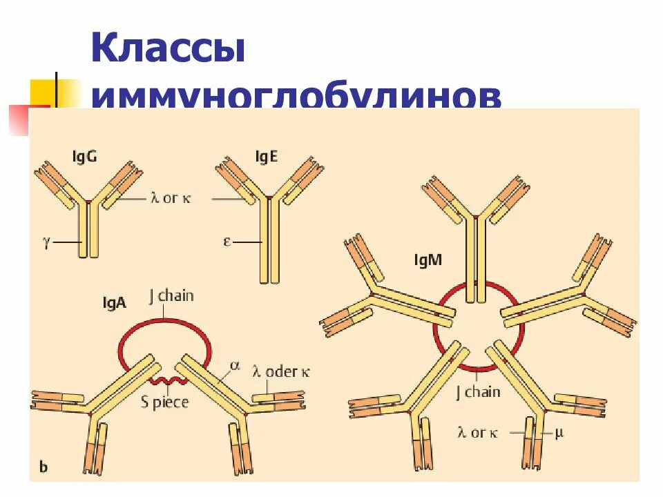 Иммуноглобулины определяют. Схема строения секреторного иммуноглобулина а. Иммуноглобулин класса а2. Иммуноглобулин класса g строение. Структура иммуноглобулина iga.