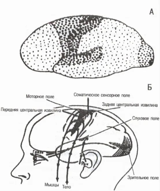 Первичные поля мозга