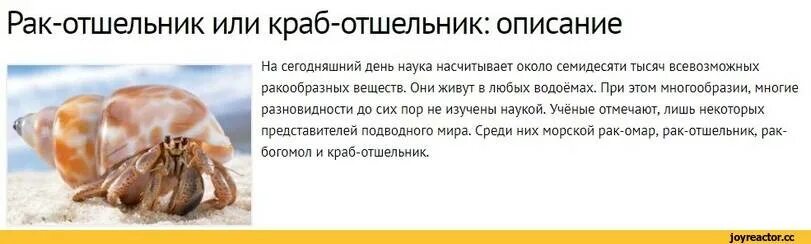 Совместимость отшельник. Краб отшельник приколы. краб отшельник в домашних условиях. краб отшельник содержание в домашних условиях. отшельница крабов дст.