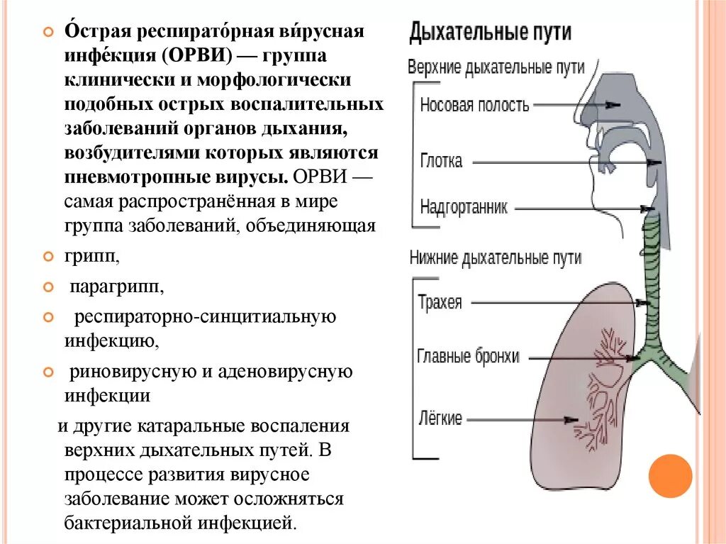 Дыхание при орви. Вирусные болезни дыхательной системы. Заболевания верхних дыхательных путей и их профилактика. Бактериальная инфекция при болезнях дыхательной системы. Забрлевнтч верхних двхатнльных пцтеы.