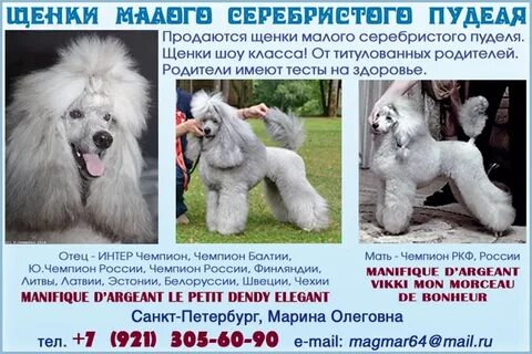 Таблица пуделей