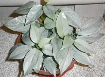 Серебристые комнатные цветы