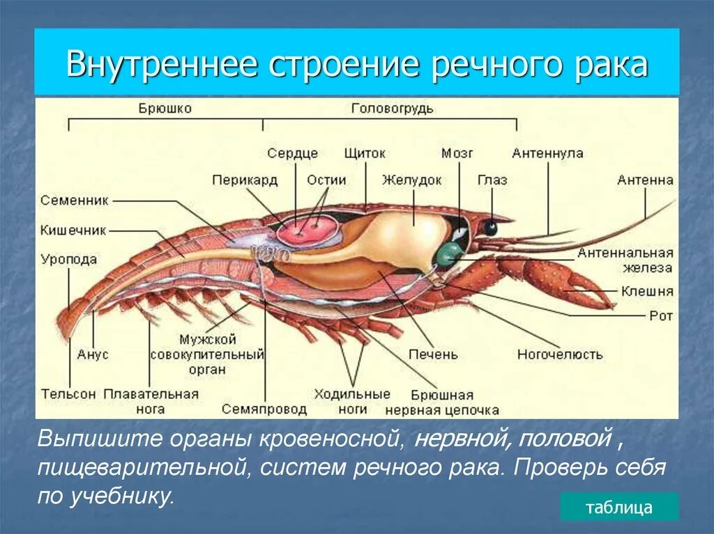 Тело рака разделено. Внутреннее строение ракообразных таблица пищеварительная система. Дыхательная система членистоногих ракообразных. Строение головогруди ракообразных. Таблица ракообразных пищеварительная система орган.