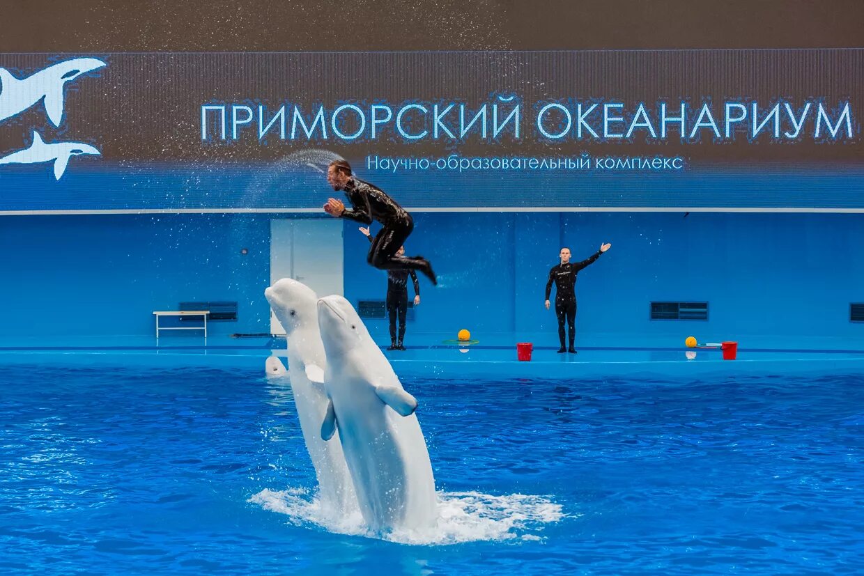 Приморский океанариум билеты. Океанариум Владивосток остров русский. Океанариум дельфинариум Владивосток. Дельфинариум во Владивостоке на русском острове. Приморский океанариум Владивосток дельфинарий.