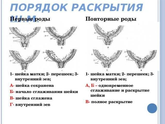 Первый период родов раскрытие шейки матки. Шейка матки раскрытие. Раскрытие шейки матки перед родами. Шейка матки перед родами. 40 недель шейка не готова