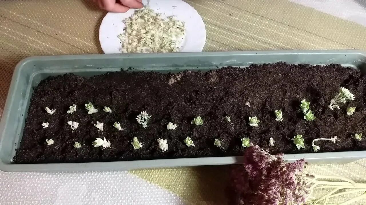 Очиток видный размножение. Седум моргана размножение листом. очиток видный размножение черенками. очиток укоренение.