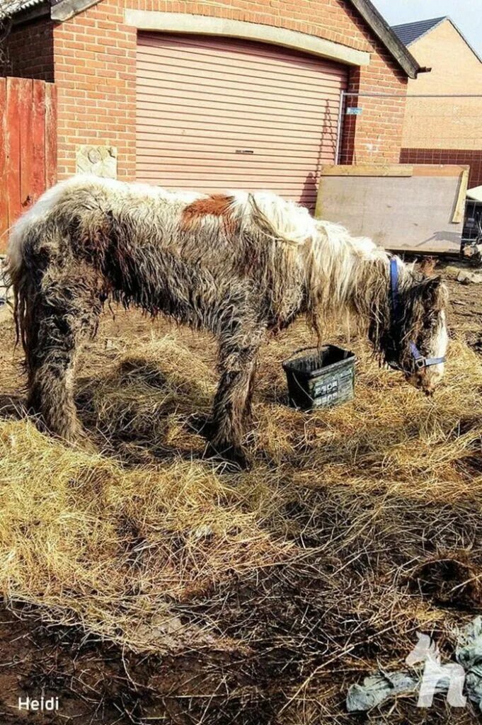 Лошадь в ужасном состоянии. Огромная лошадь. Грязная конюшня