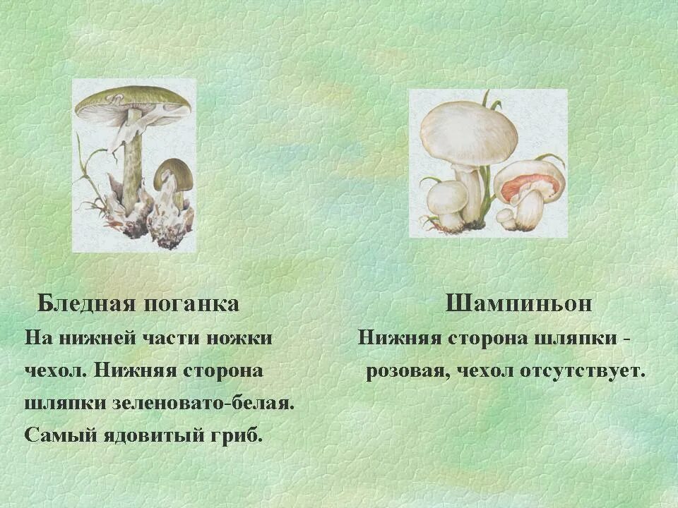 Бледная поганка и шампиньон. Бледная поганка и шампиньон сходство и различие. Коварные двойники грибов бледная поганка и шампиньон. Сходство и различие бледной поганки и шампиньона для 2.