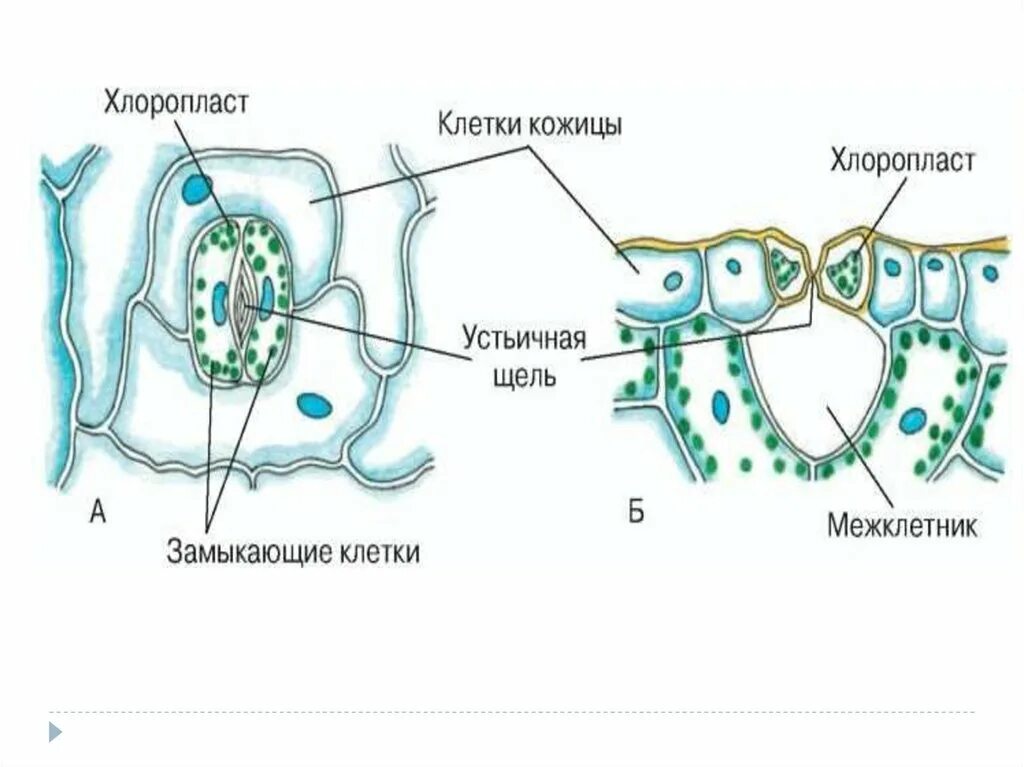 Строение устьица листа. Замыкающие клетки устьиц. Строение клетки устьица. Замыкающие клетки устьиц рисунок. Кожица листа традесканции