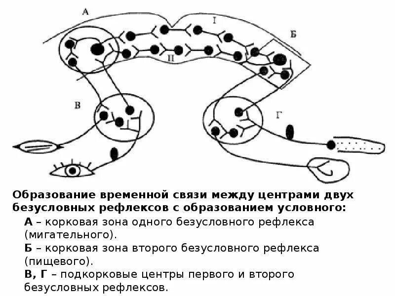 Схема образования временной связи условного рефлекса. Схема пищевого драйвового рефлекса физиология. Схема формирования условного рефлекса Павлова. Структурно-функциональная схема условного рефлекса.