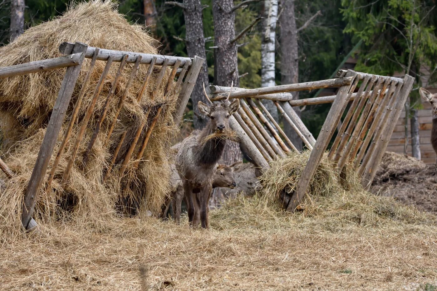 Столовая для копытных. Кормушка для оленей. сено для лосей. кормушка для лося. подкормочные площадки для копытных.