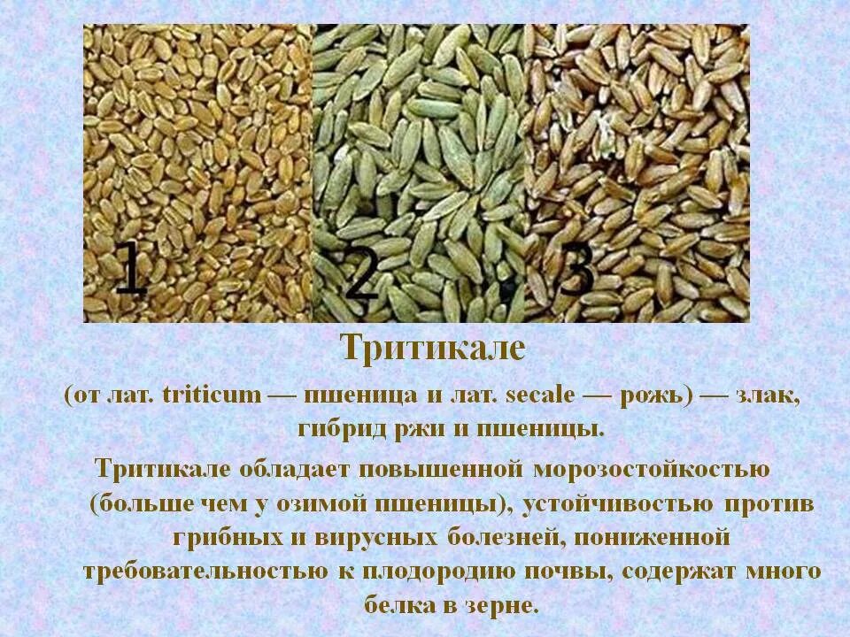 Тритикале что это такое. Тритикале крупа. Пшеница сорт тритикале. Тритикале что это такое. Семена тритикале озимой.