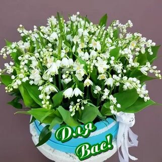 Я подарю вам ландыши без повода
