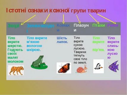 Які групи