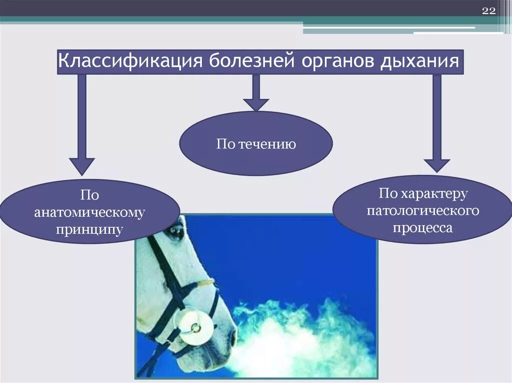 Классификация болезней органов дыхания. Классификация заболеваний дыхательной системы. Классификация заболеваний органов дыхания. Классификация дыхательных заболеваний органов.