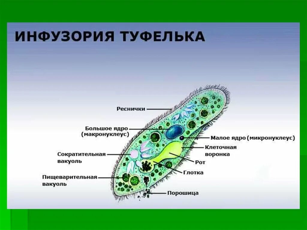 Части строения простейших. Инфузория туфелька порошица. Порошица у инфузории туфельки это. Порошица у инфузории. Порошица у простейших.