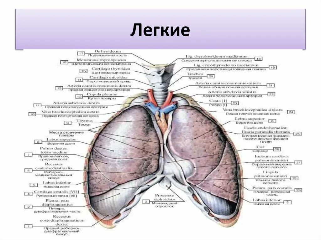 Легкое строение анатомия. Строение легких на латинском. Строение легкого анатомия латынь. Органы дыхательной системы латынь. Размер левого легкого