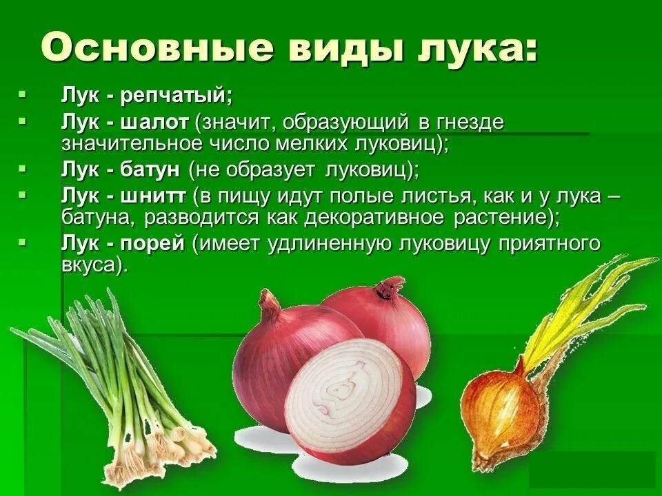 Сколько весит лук репчатый. Репчатый лук полезные.