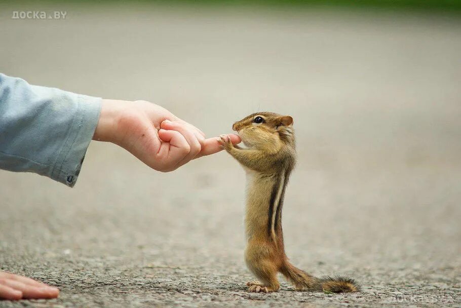 Kindness to animals. Маленький бурундук. Карликовый бурундук. Бурундук на руке. Бурундук перебегает дорогу.