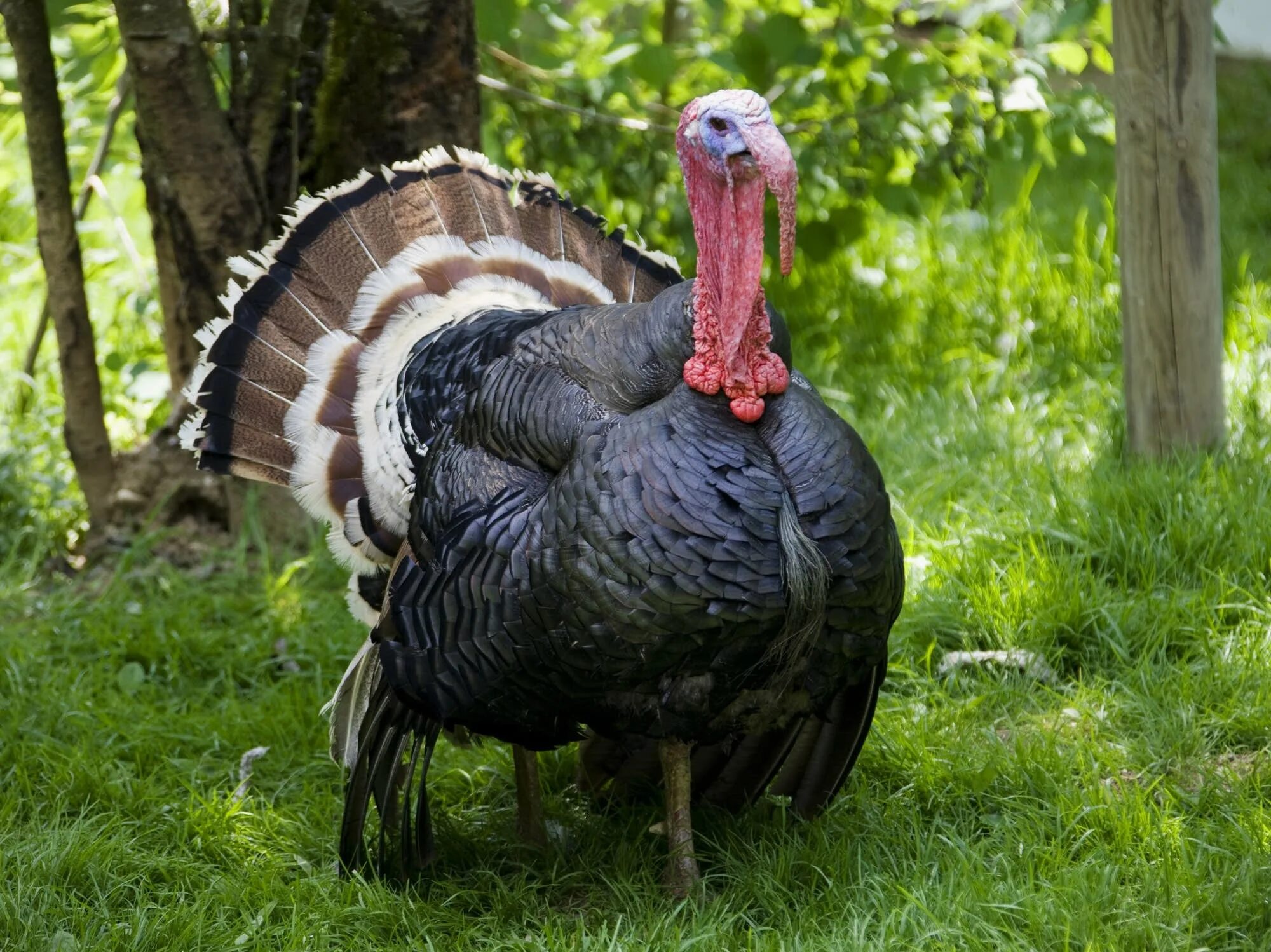 Домик для индюков. Как сделать индюка. Декоративные индюки. Северокавказские индюки. Индюк из города идет.