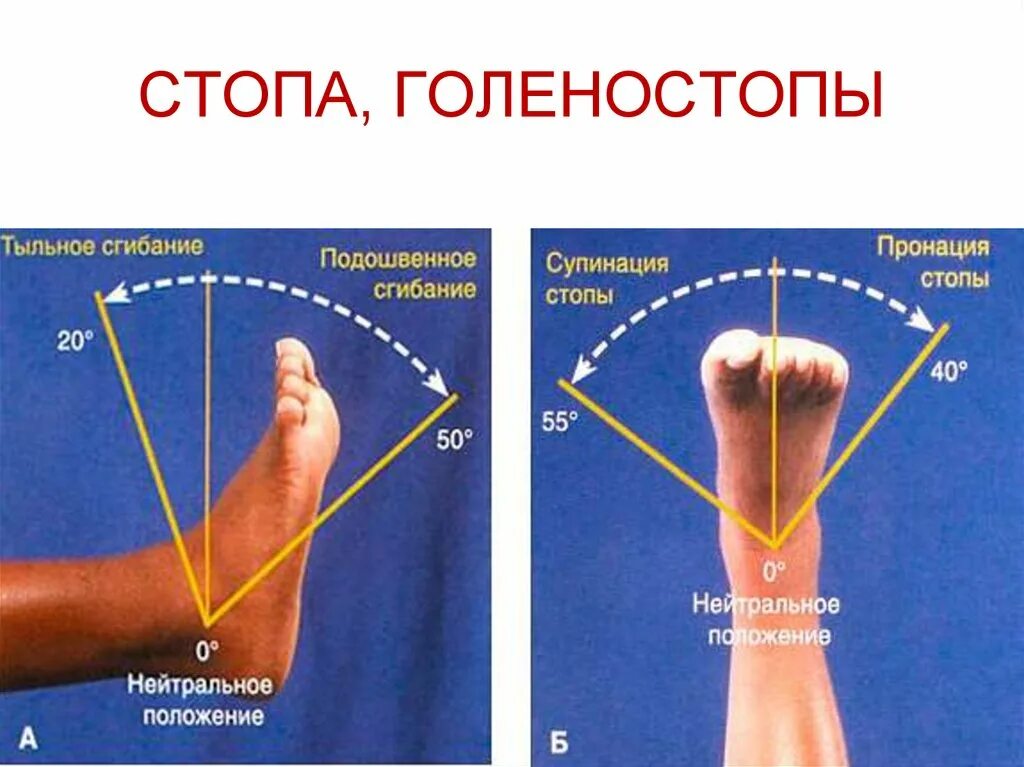 Супинация и пронация голеностопного сустава. Подошвенное сгибание в голеностопном суставе. Движения стопы пронация супинация. Сгибание и разгибание в голеностопном суставе. Внутри класса количество ног непостоянно