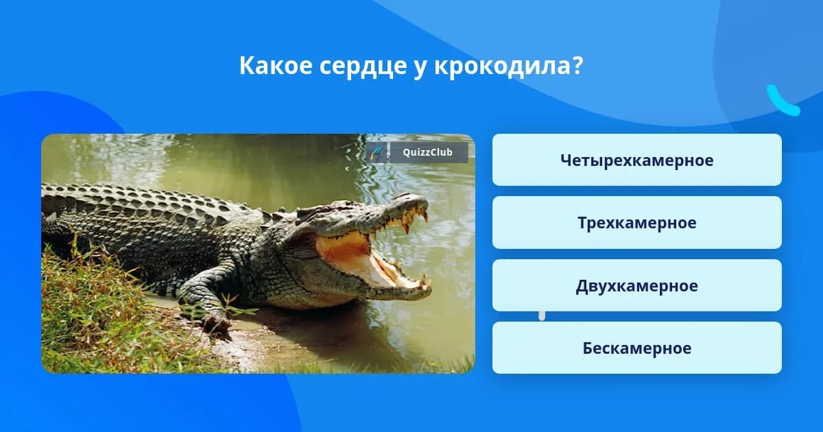 Сердце у крокодилов состоит из. Сердце крокодила. какое сердце у крокодила. регенерация крокодилов. орган слуха у крокодила.