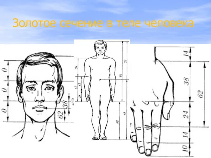 Золотое сечение рентгенодиагностические центры. Золотое сечение человеческого тела. Золотое сечение в человеке. Золотое сечение в теле человека. Человек золотое свечение.